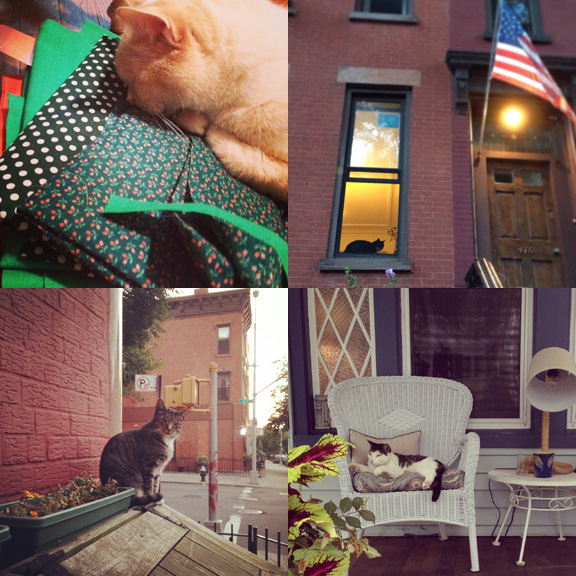 1) Pit is really concentrating on my next quilt. 2) Patriotic watcher. 3) I found out that the 11th Street cat's name is Tiger. She was less than thrilled that I was taking her picture. 4) Beach cats have it best. 