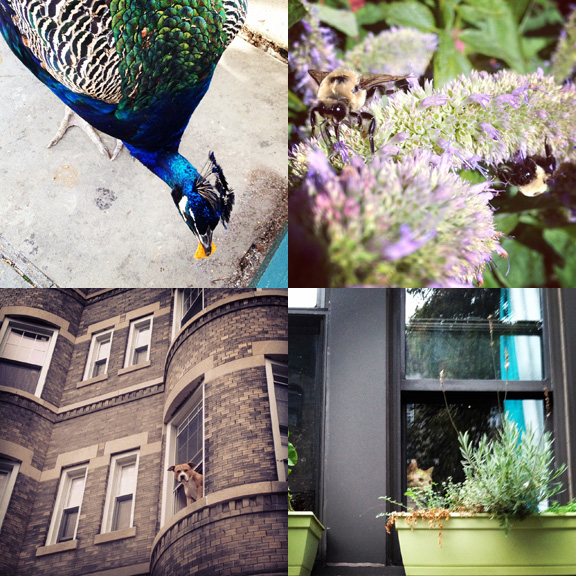 1) Prospect Park Zoo' s peacocks have refined tastes. 2) Busy bees in Cape May Point. 3) Watcher Dog hanging out. 4) Watcher cat being sneaky off the 15th Street circle. 