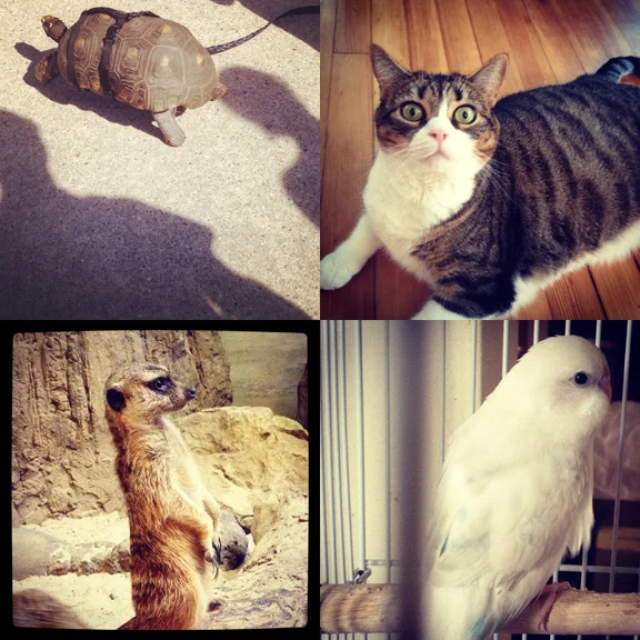 1) Strange times, 2) stranger's cat, 3) strange 'Kat, 4) strange name for a bird (Mango). 