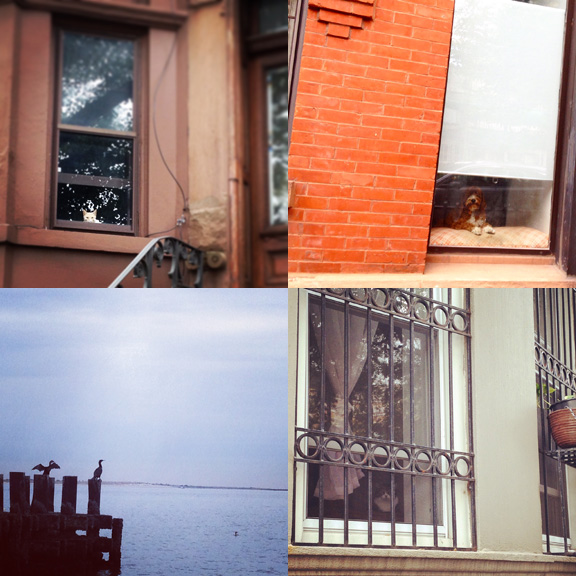 1) A watcher waits on 6th Ave. 2) Watcher dog in North Park Slope. 3) Cormorants in Coney Island. 4) Hidden in plain sight on 15th St.