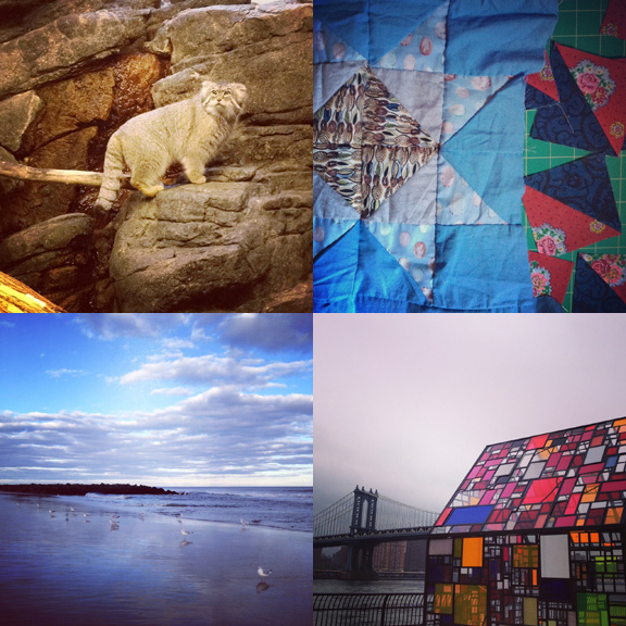 1) One of our favorite kitties. 2) HST madness. 3) Lovely day Down The Shore. 4) Glass houses in Brooklyn. 