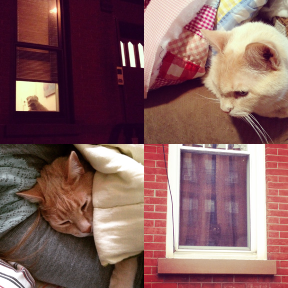 1) Night watcherdog. 2) Pit is staying bundled for now. 3) Tom, too. 4) Watchercats are rare, elusive and mysterious!
