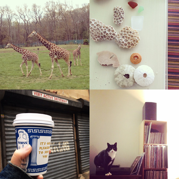 1) I kept calling everything at the zoo "zebras" for some reason. 2) Finally back to beach combing. 3) Classic coffee. 4) Tavis refuses to DJ. 