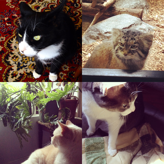 1) Serious Tavis. 2) Pensive Pallas. 2) Pondering Pit. 4) Bippi and a sun beam.