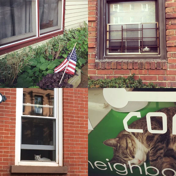 1) Happy fourth on Olin St. 2) Sneaking a peak in Prospect Heights. 3)Just chilling in South Slope. 4) Copy cat on 7th Ave. 