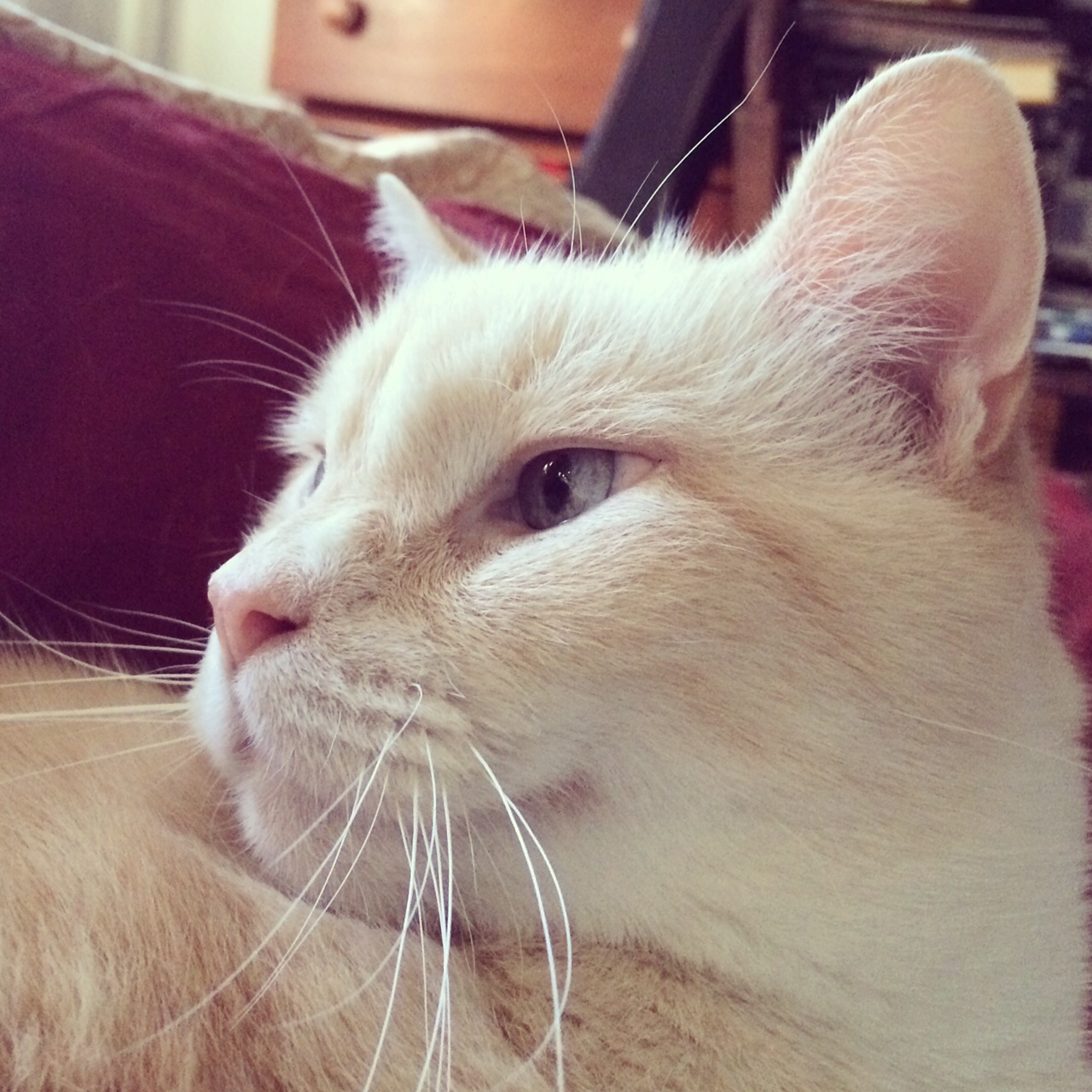 Pit Star looking regal. 