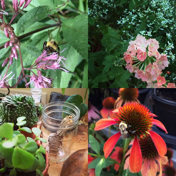 1) Prospect Park Zoo busy bee. 2) Peach and white blooms on my commute. 3) Sagging for good vibes. 4) A Home Depot bee hard at work. 