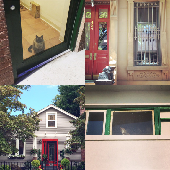 1) I see this fellow all the time now on 6th Ave. 2) Two cats live in this house on 7th Street, but I could only capture one of them. 3) New neighborhood new watcher poodles in Asbury Park, NJ. 4) Boardwalk kitty observes your beach going on the AP strip.