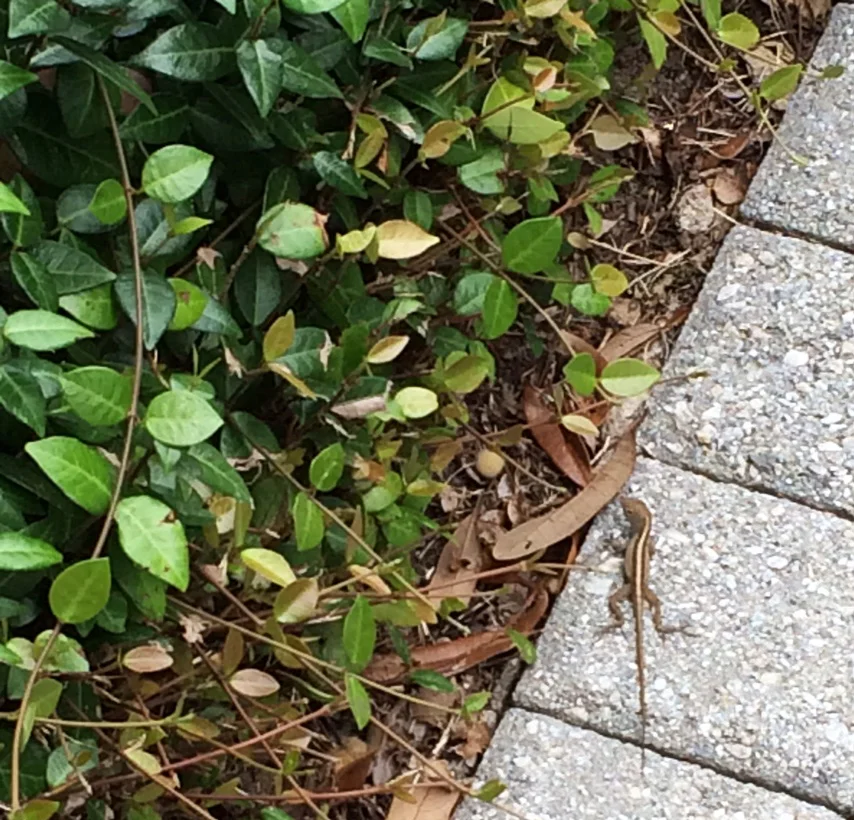 lizard.jpg