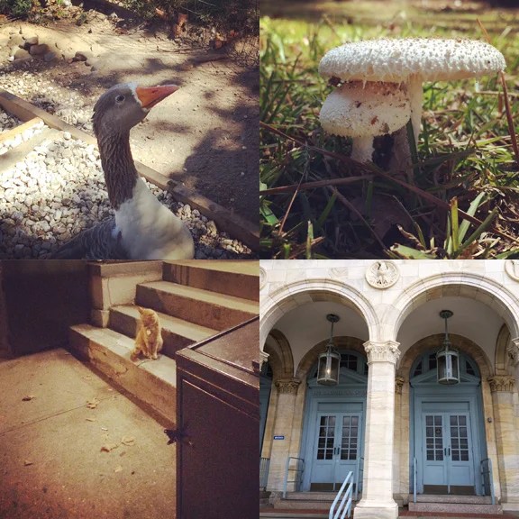 1) Neighbor goose. 2) Alabama style mushrooms. 3) Orange cats are almost everywhere in Park Slope. 4) An impressive Post Office. 