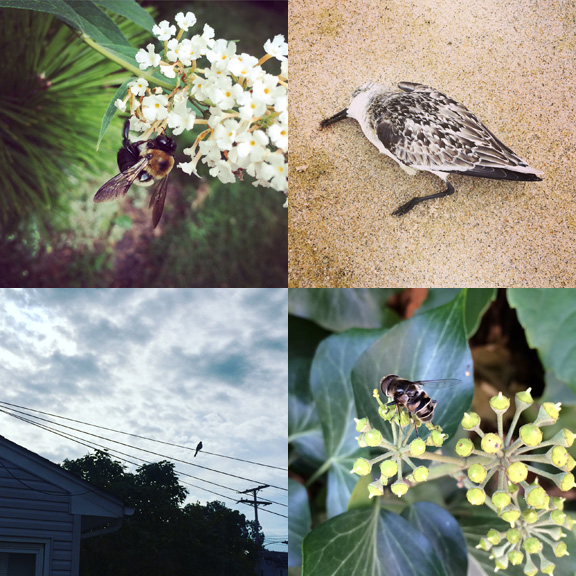 1) Jersey bee. 2) After the storm. 3) Bird on a wire. 4) Brooklyn bee. 