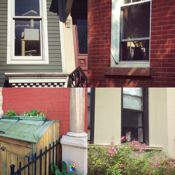 1) Not even trying to use that cat tree on 11th Street, South Slope. 2) Being sneaky on 10th Street in South Slope. 3) Notably absent on 6th Ave in South Slope. 4) Still in bloom on 8th Street in Park Slope. 