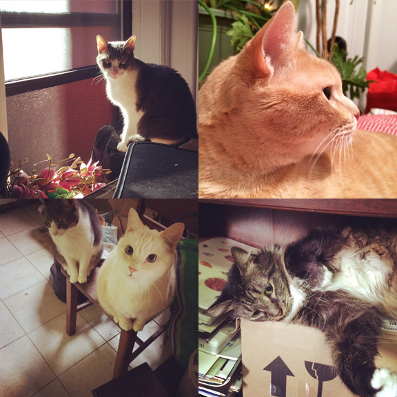 1) Bippi enjoys the vantage of stacked boxes. 2) Tom tries to act normal. 4) Pit can't see what all the fuss is about. (PS where's the food?). 4) Flounder helps me pack. 