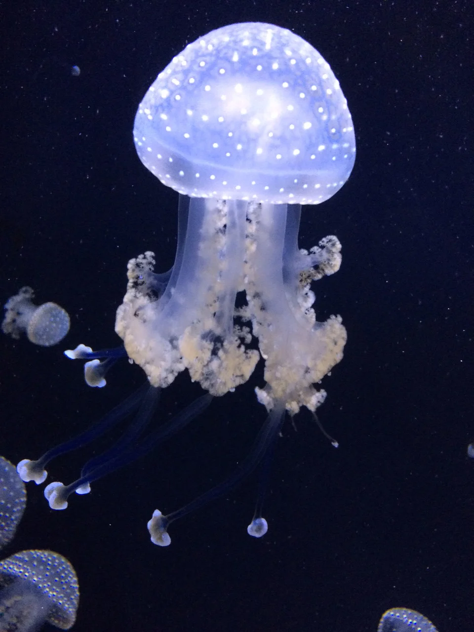 jelly 2.jpg