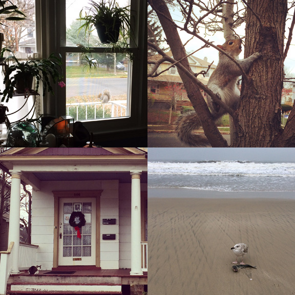 1) Our yard is rich with friends. 2) The neighboring block is as well! 3) The Stephen Crane house has some permanent residents. 4) A beach friend takes a meal. 