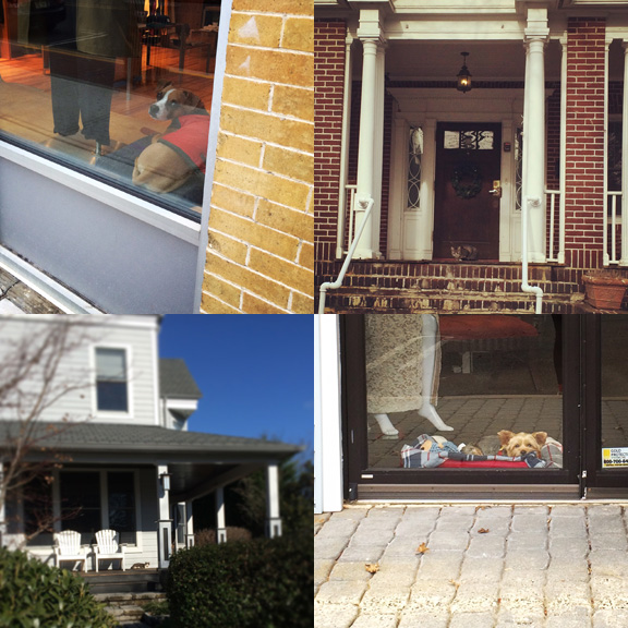 1) Suspicious shopdog. 2) Brick colored porchcat. 3) Sunbathed porchcat. 4) Cozy shopdog. 