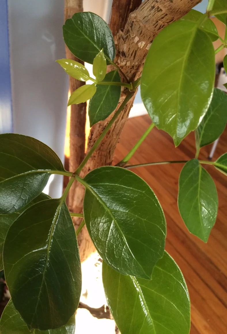 tree.jpg