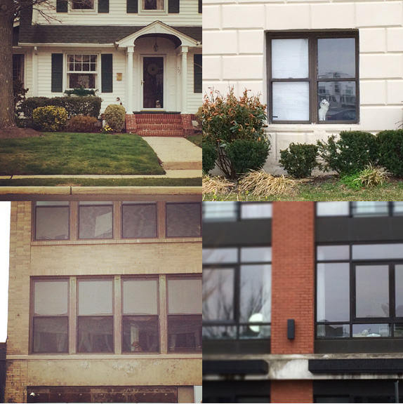 1) Ritzy neighborhood #watcherdog. 2) Apartment #watchercat. 3) City dog one... 4) ...and two. 