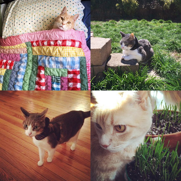 1) Bedtime. 2) Yard time. 3) Jacket time. 4) Snack time. 