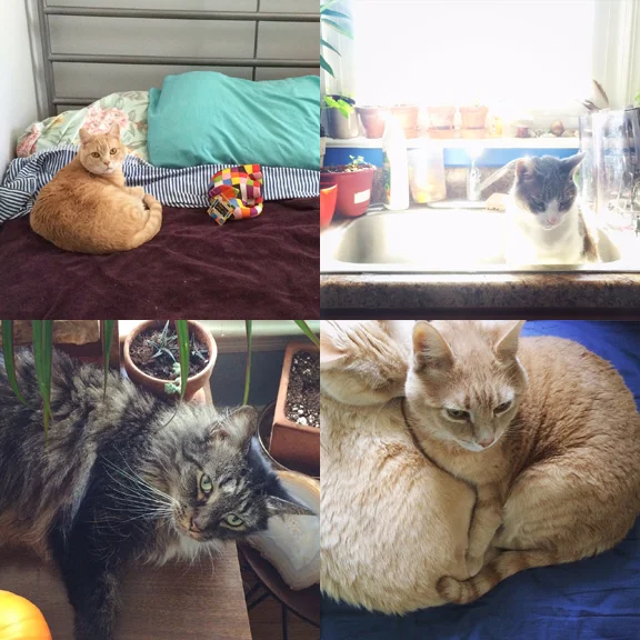 1) The look of someone who should not be in the guest room. 2) The look of someone who should not be in the sink. 3) Flounder finds some space. 4) Just the right place. 