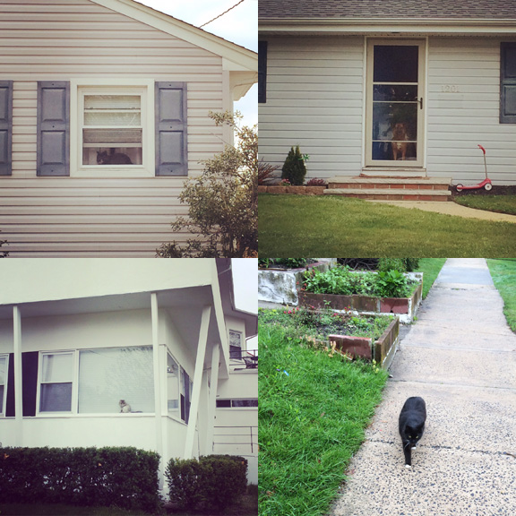1) A good neighbor always keeps a #watchercat. 2) Keeping a #watcherdog eye on the yard. 3) Watcher cat most modern. 4) I gained a follower, but only for a block. 