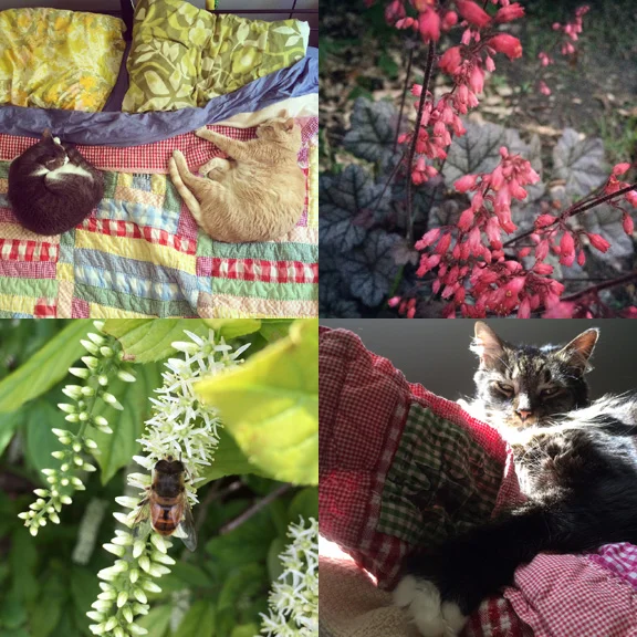 1) #catsinbed 2) Front yard fellows. 3) Bee boy. 4)The doctor is in. 
