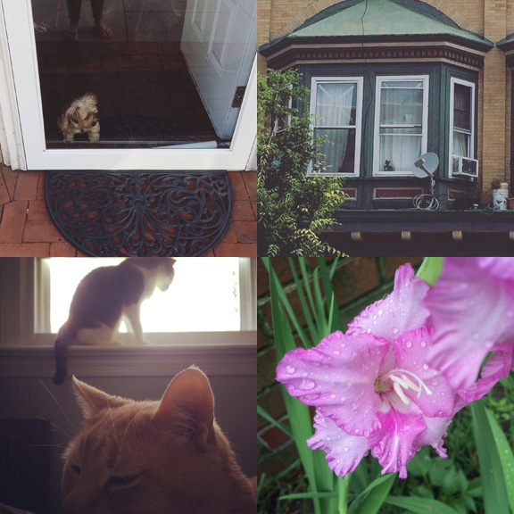 1) Shopdog in Red Bank. 2) Watchercat in Asbury Park. 3) Cats at home. 4) Front yard friends.
