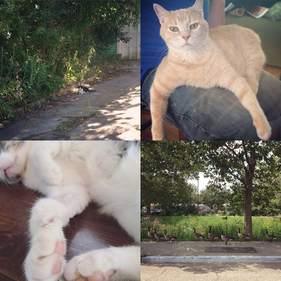1) A neighbor in Allenhurst. 2) Tom's stare. 3) Bippi's curl (and sore chin). 4) A Parade on Main Street. 