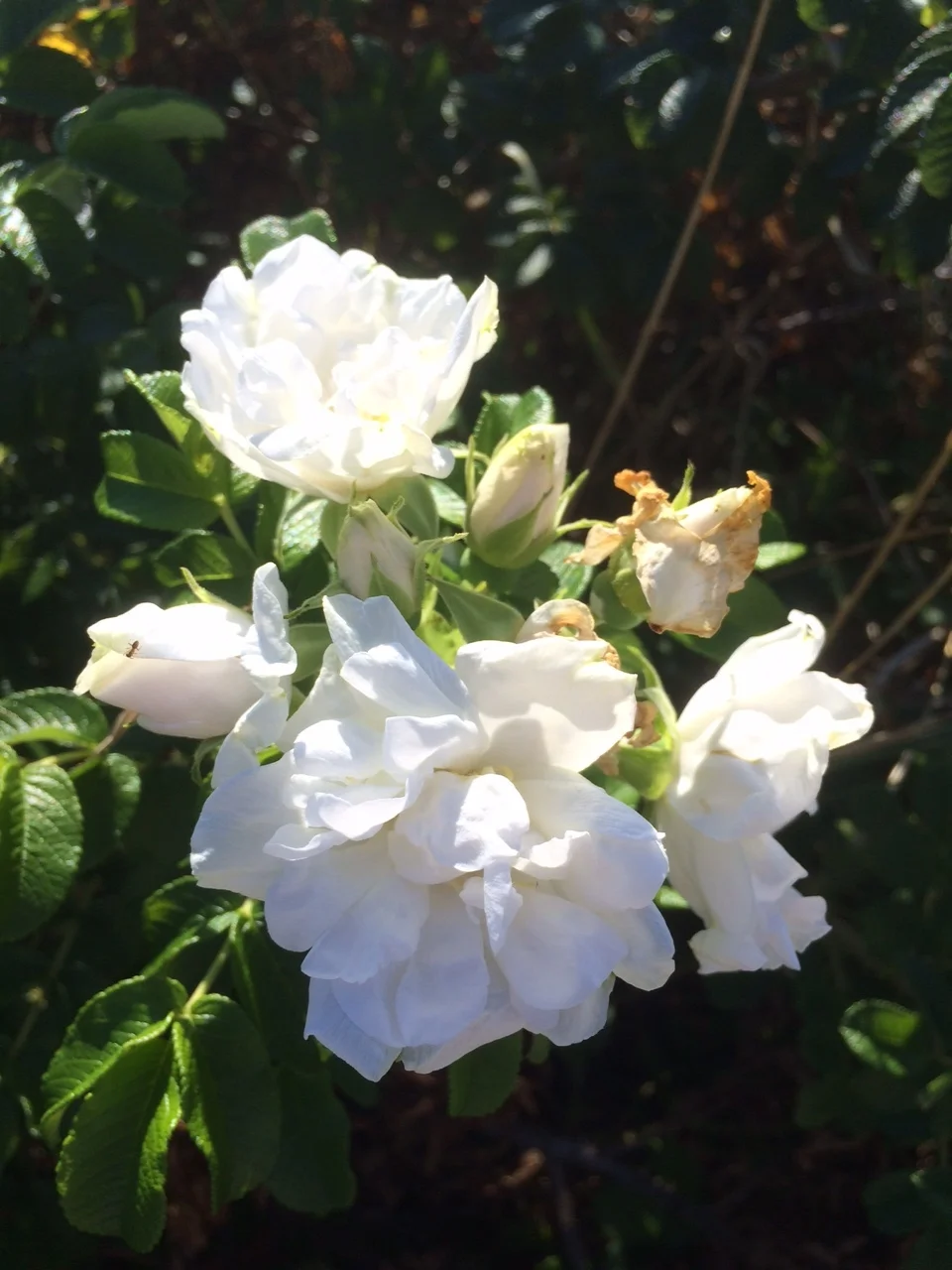 Beach Roses are blooming their last blooms. They smell amazing. 
