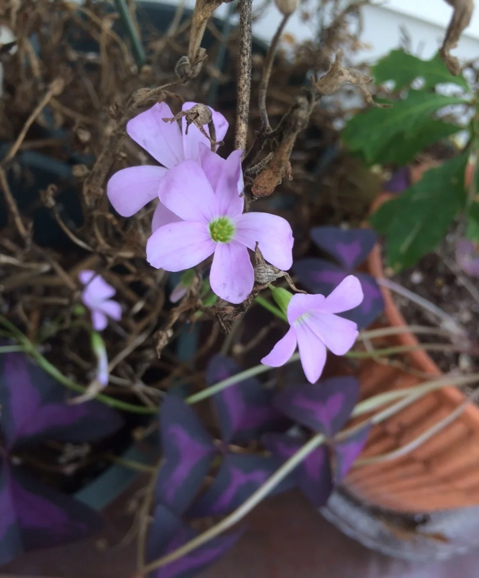 I took our oxalis out to the porch to enjoy more sun before the cold weather. It was getting very leggy inside. 
