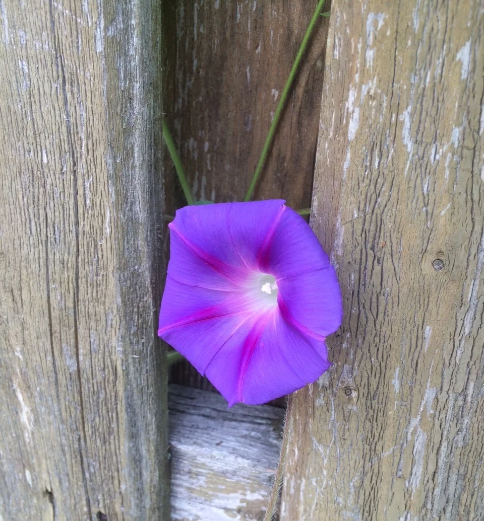 The morning glories that we gladly share with our neighbors went nuts this month. They are out in full bloom in all manner of colors. We will have tons of seeds to harvest, spread and share this year. 