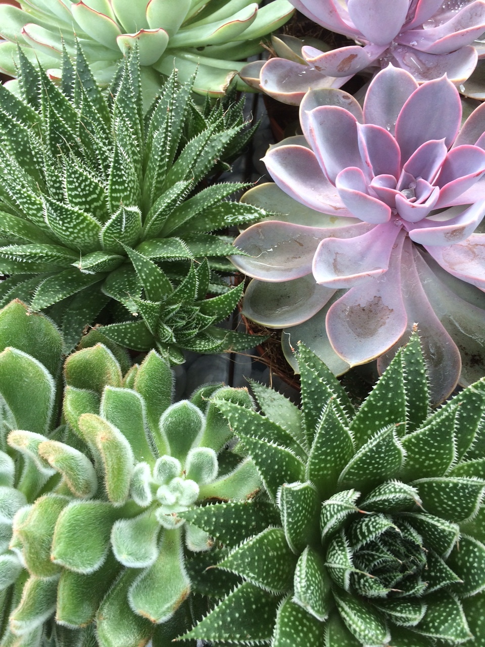 My husband doesn't like succulents but I'm planning on buying some up after seeing them at Sunset Farms, our favorite local nursery. 