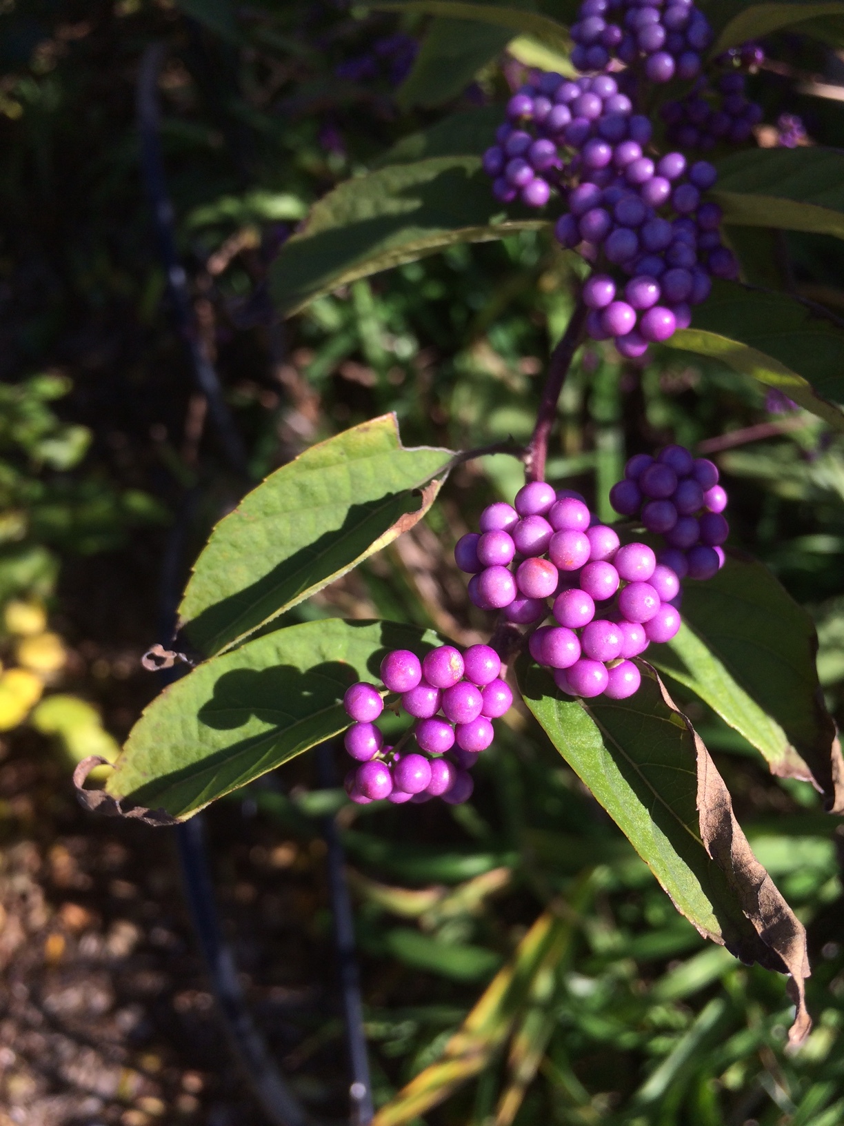 American Beauty Berries are busting out the extreme purple. 