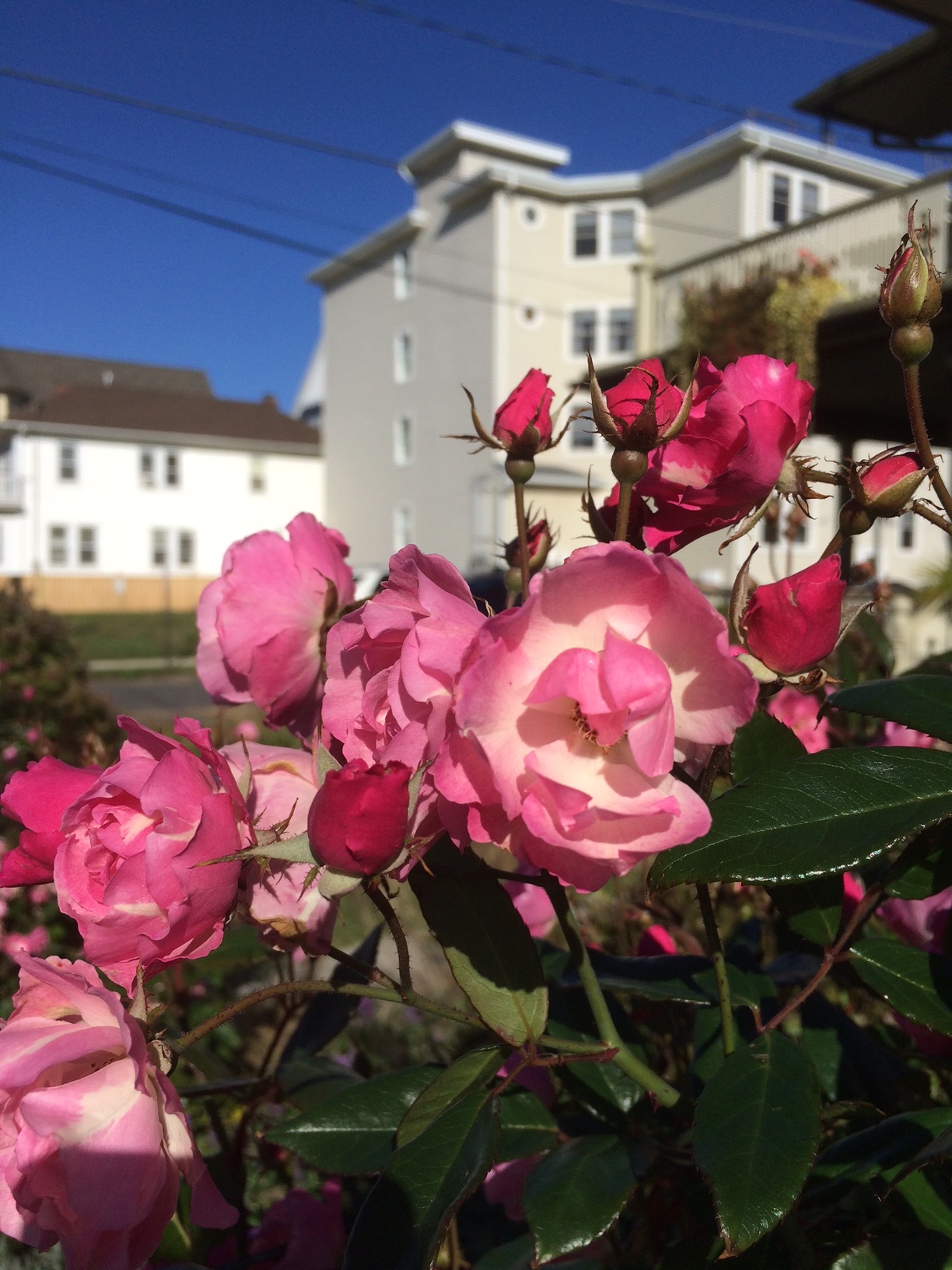 Roses keep on making late game appearances. 
