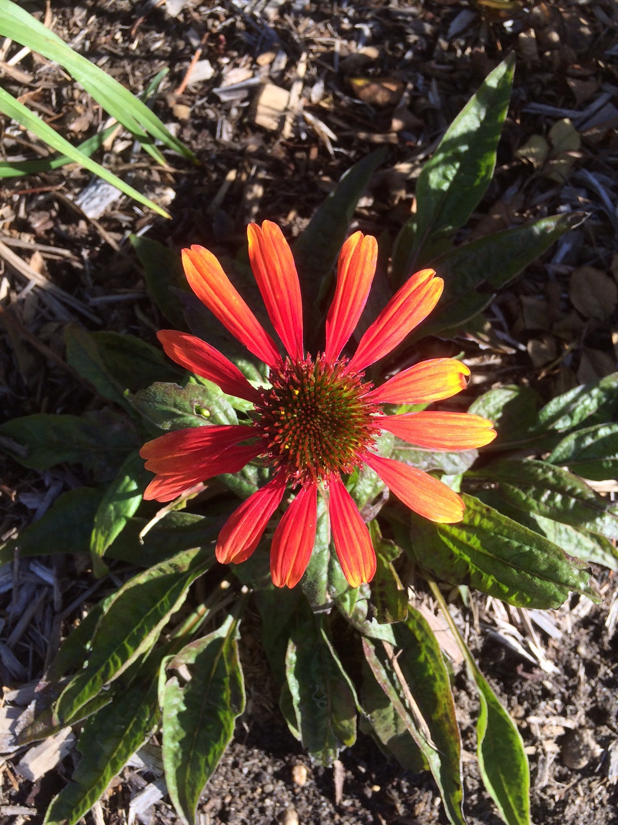 The last of the echinacea. 