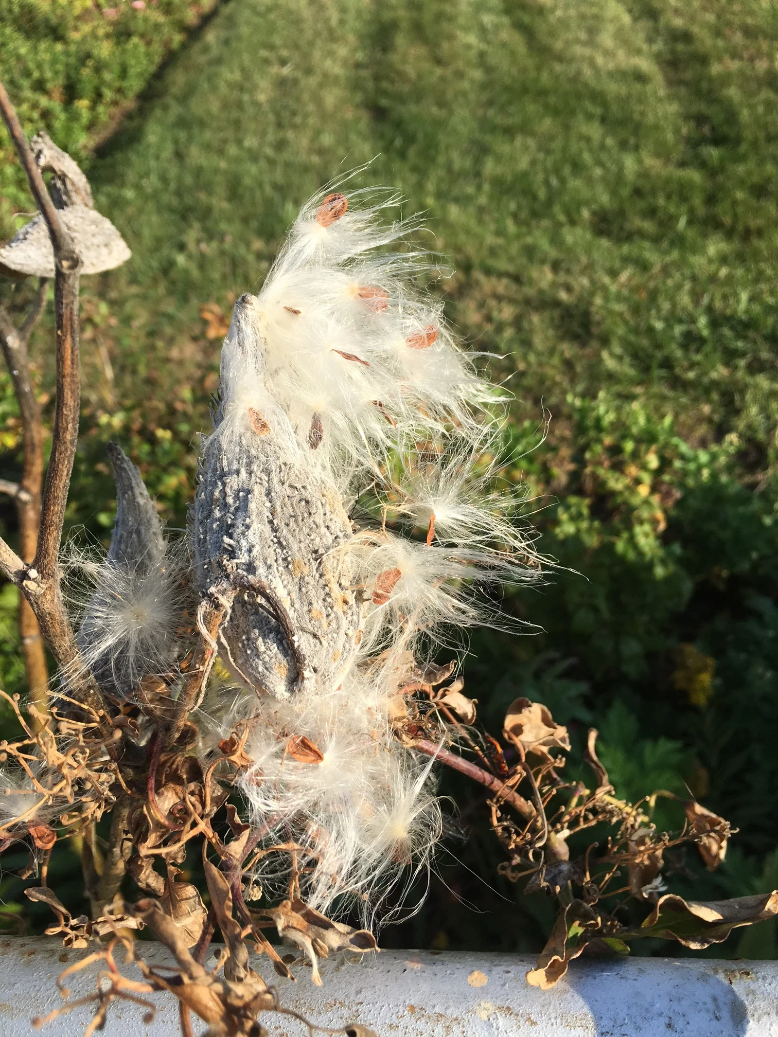 Milkweeds are weeping their seeds for next years monarchs. 