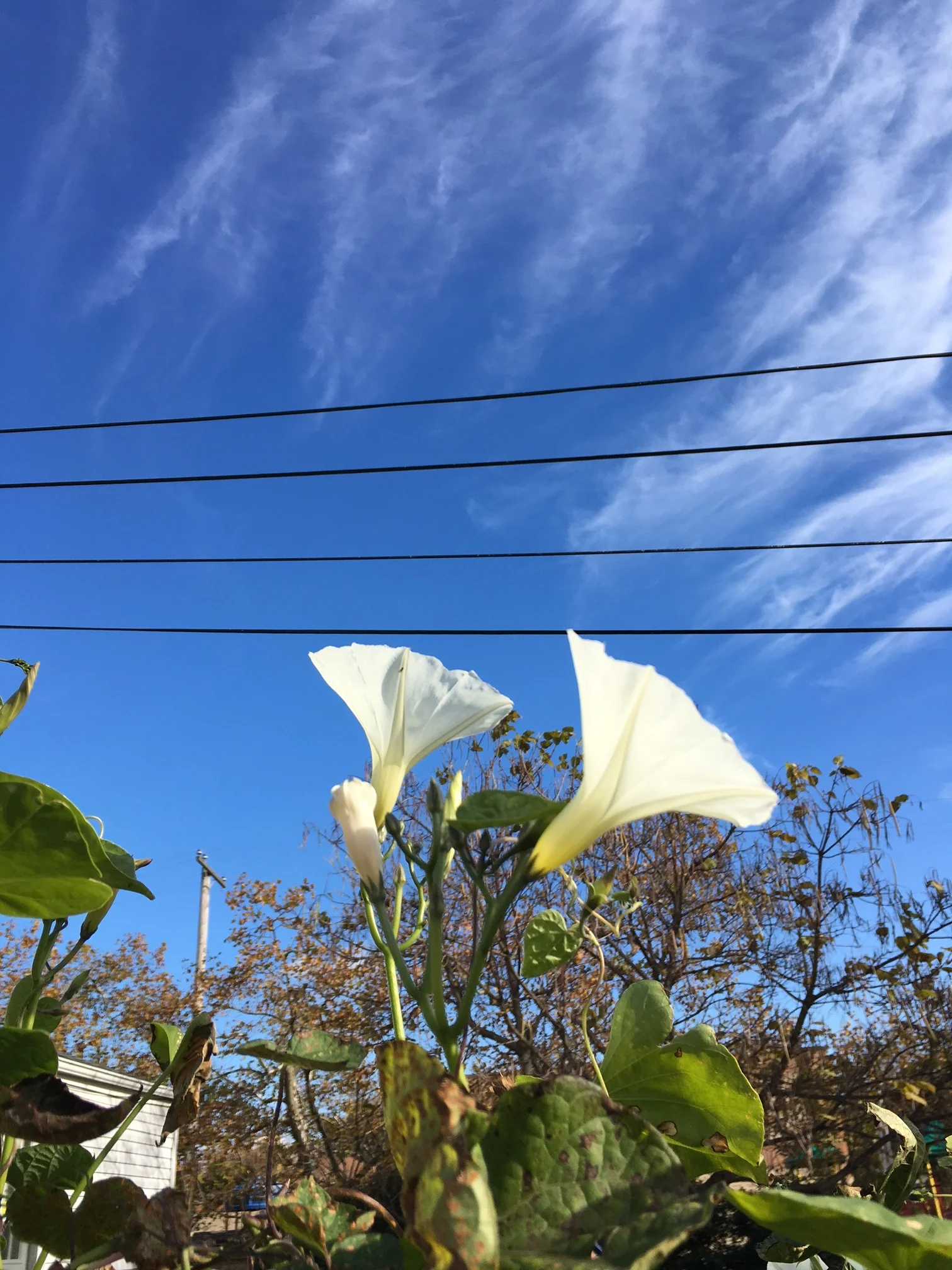 Early in the month, the moonflowers were blooming like mad. 