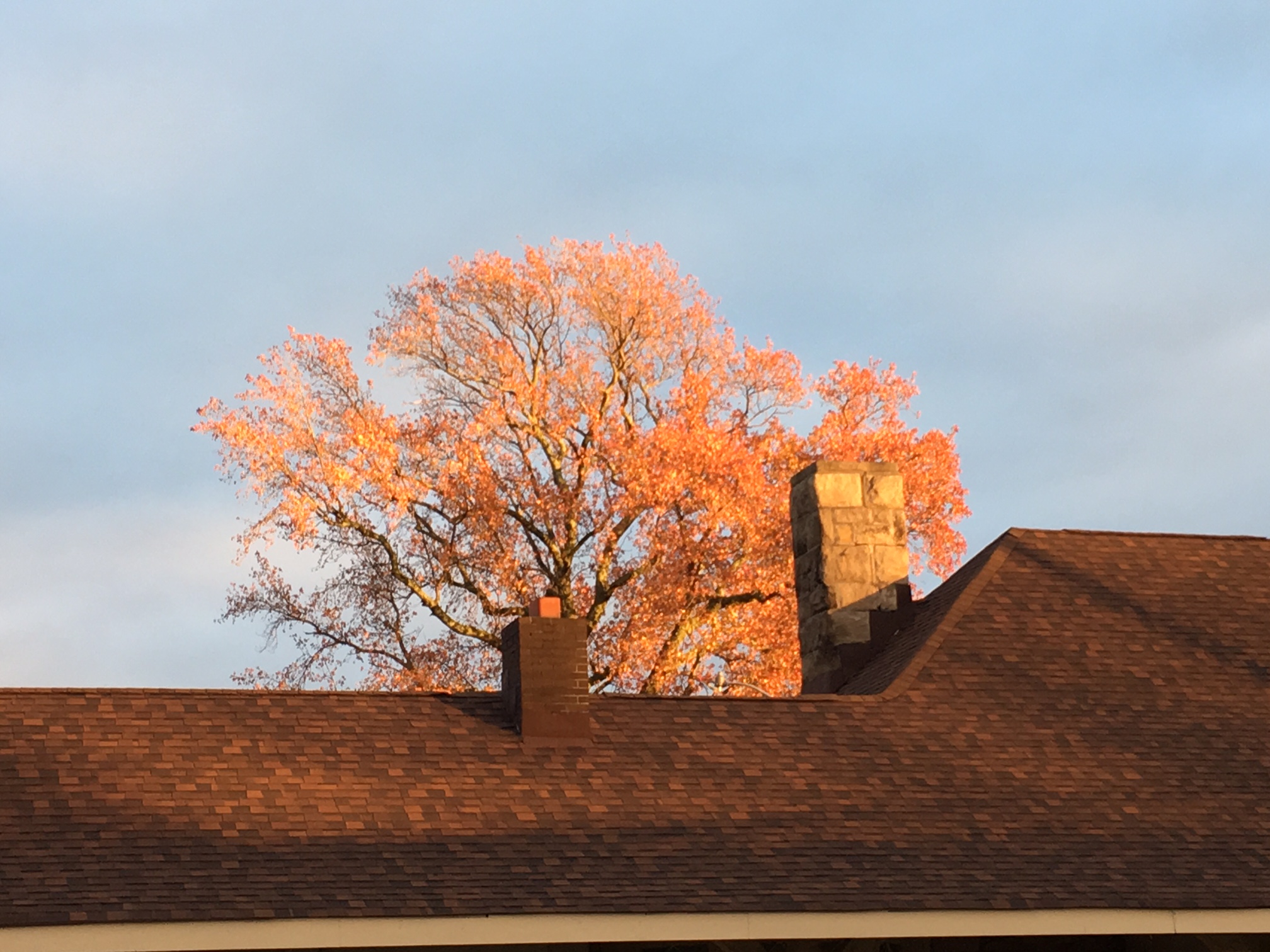 The trees turned so fast. 
