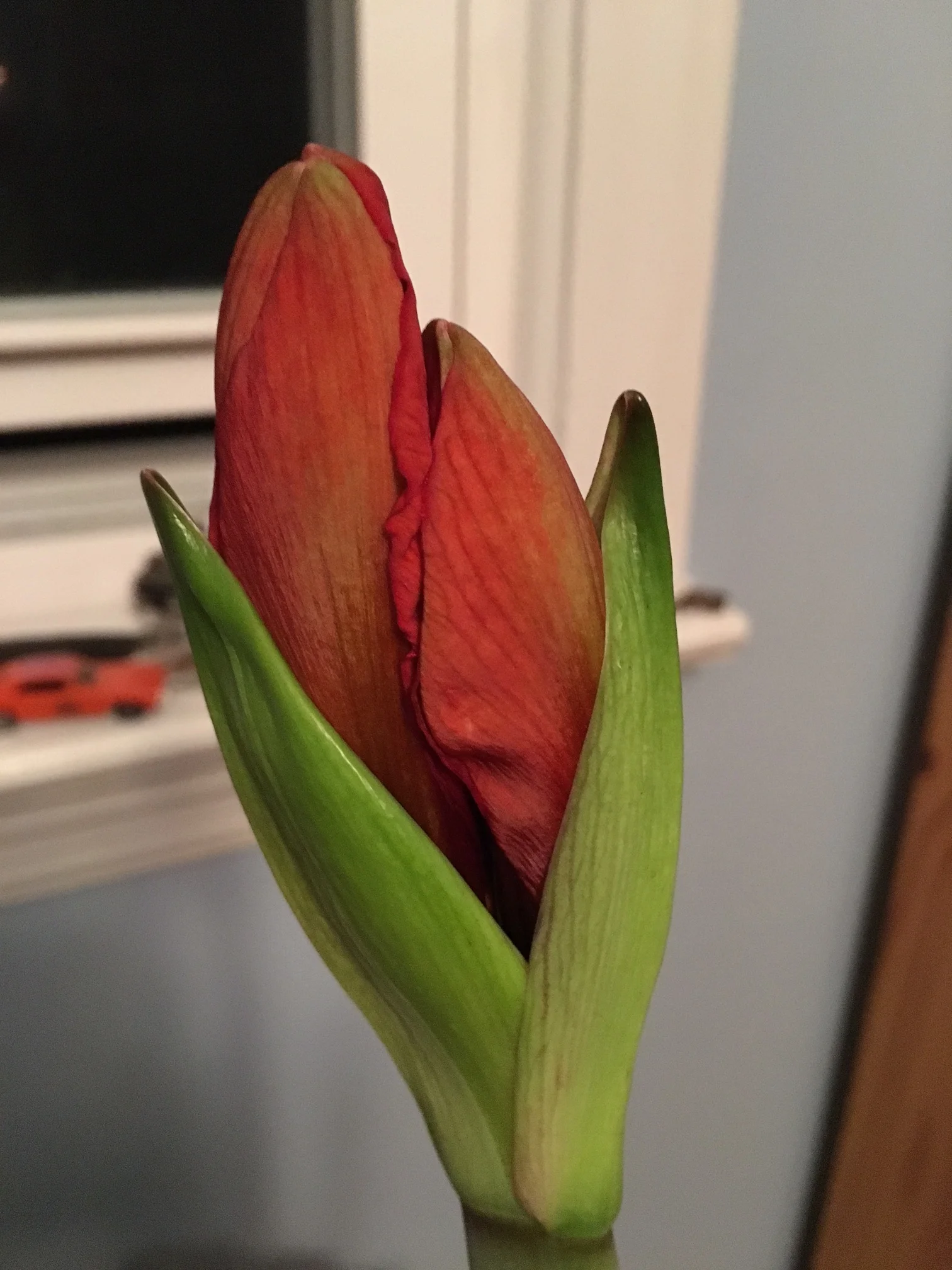 My Amaryllis budded and bloomed and then bloomed some more. 