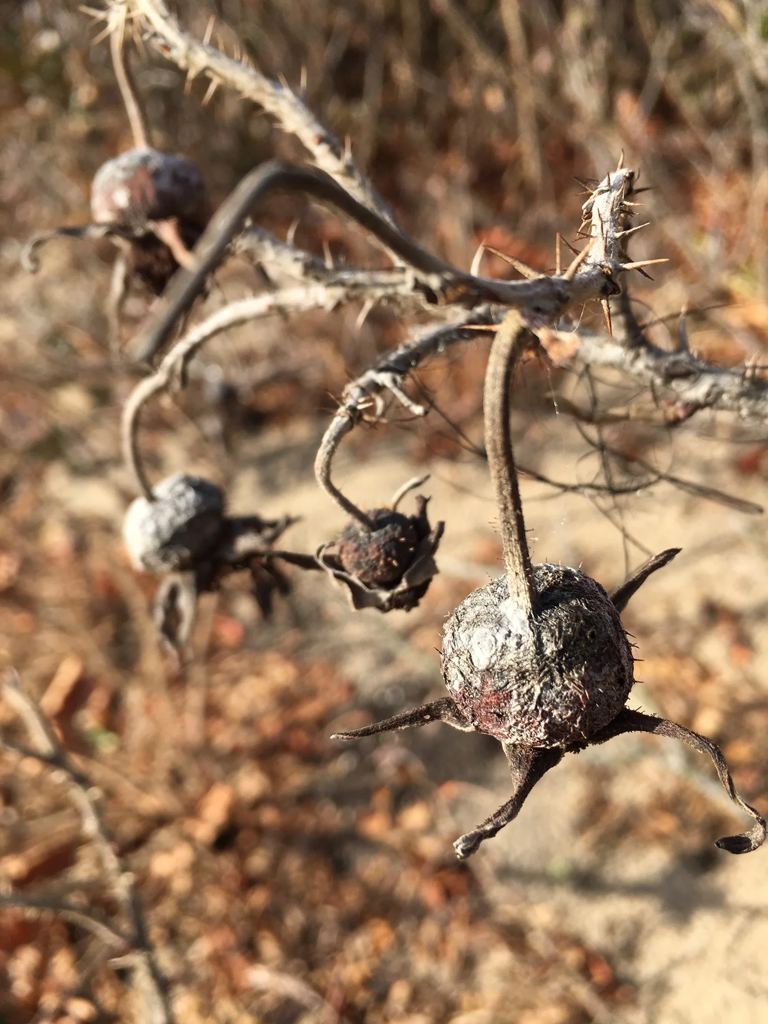 Seeing these made me rue not foraging them. 