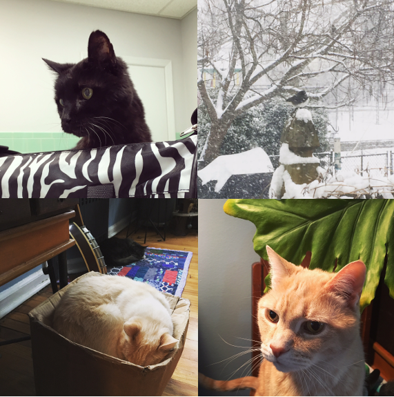 1) Elvis took a trip. 2) The backyard birds puffed up. 3) Pitty loves his box. 4) Tom is a cat. 