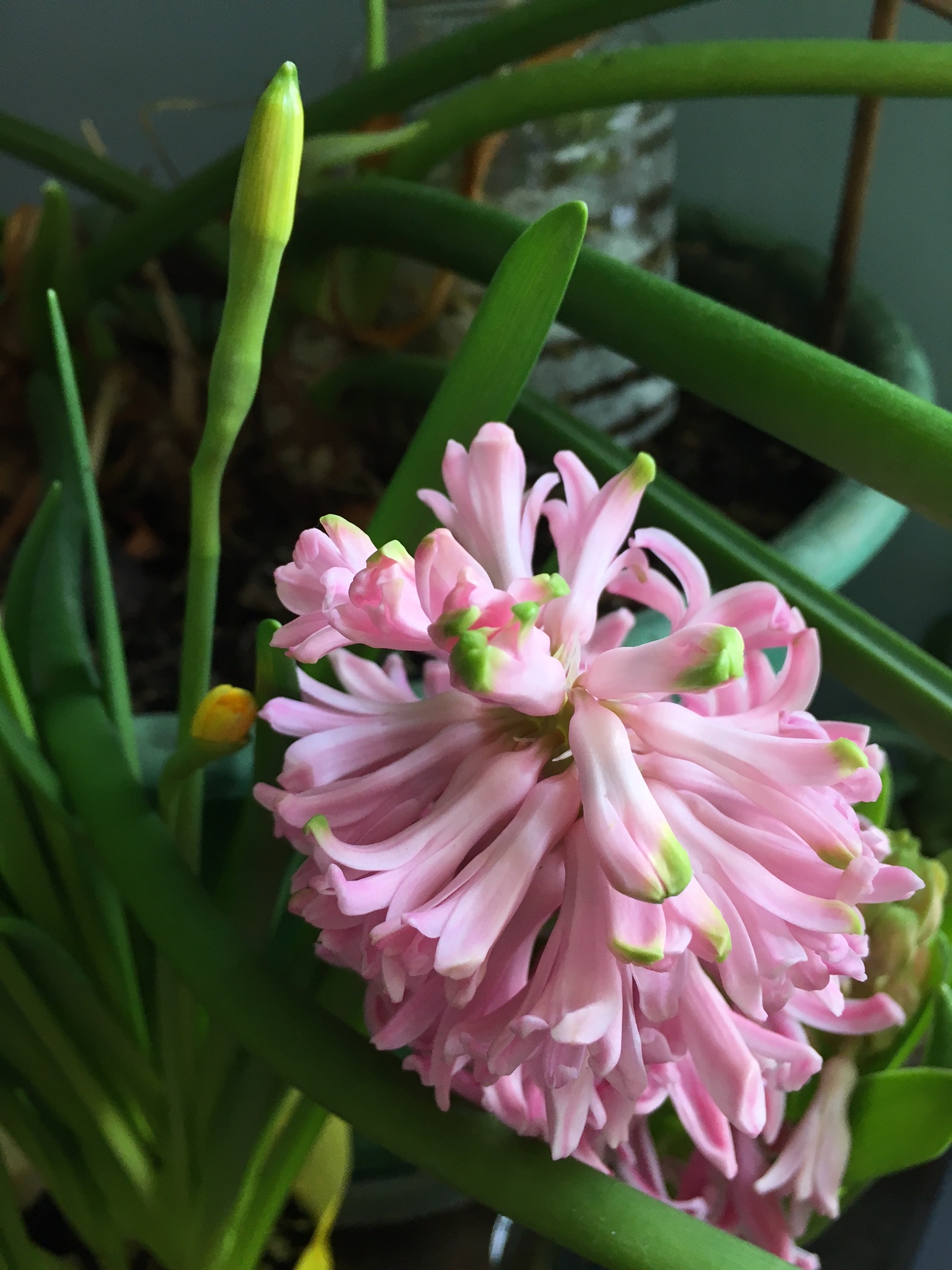 Trying to bring some spring into the house early. 