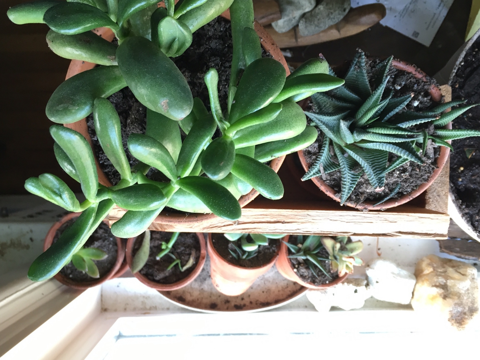 New babies and new pots for babies. 