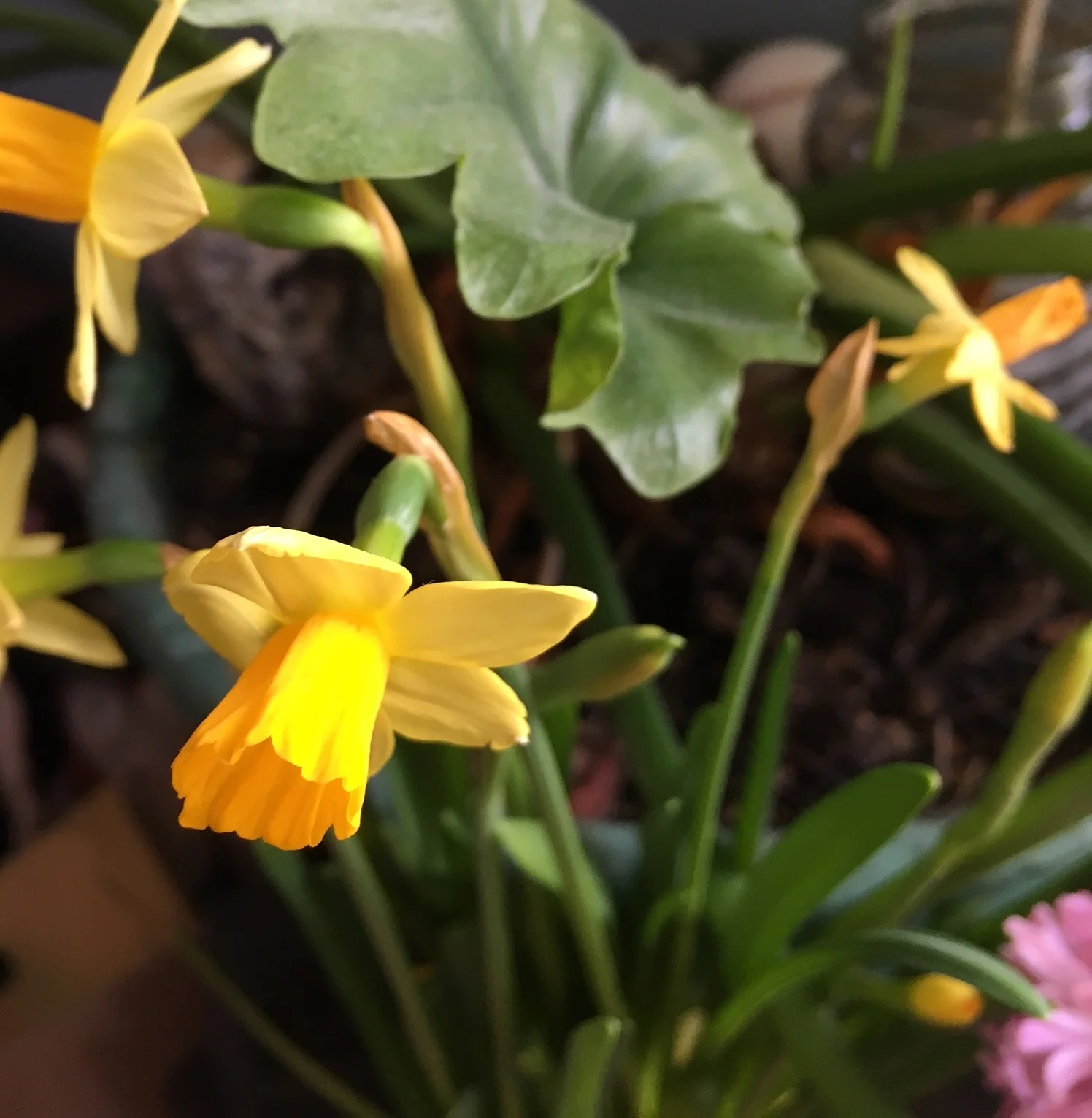 I can't wait for flowers everywhere, but I'll settle for this baby blooms. 