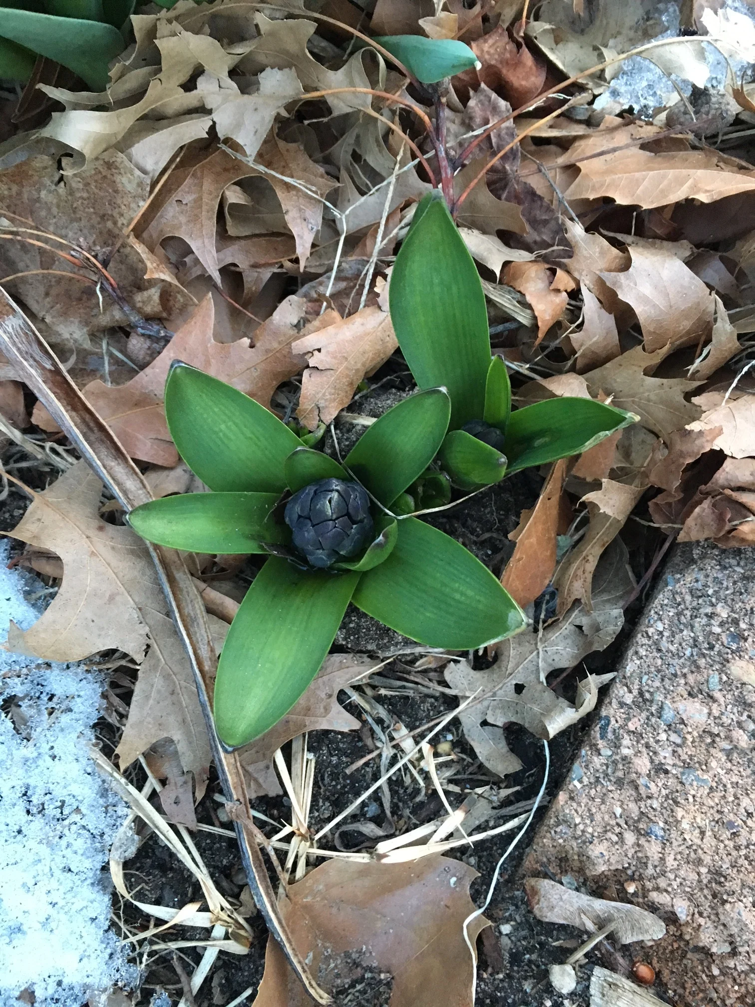 The beginnings of a bloom. 