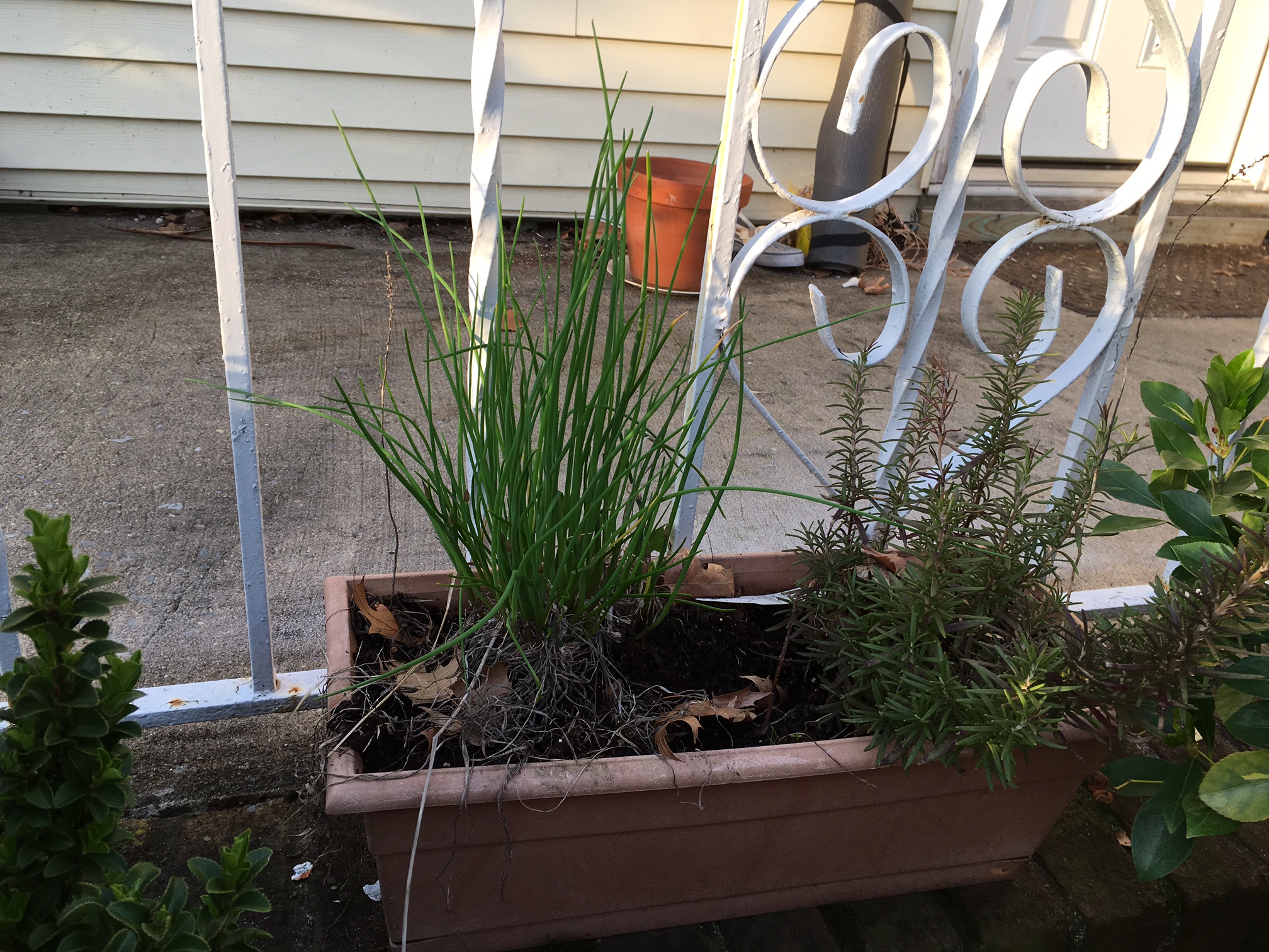 I've gotta clear these guys out and add soil. 