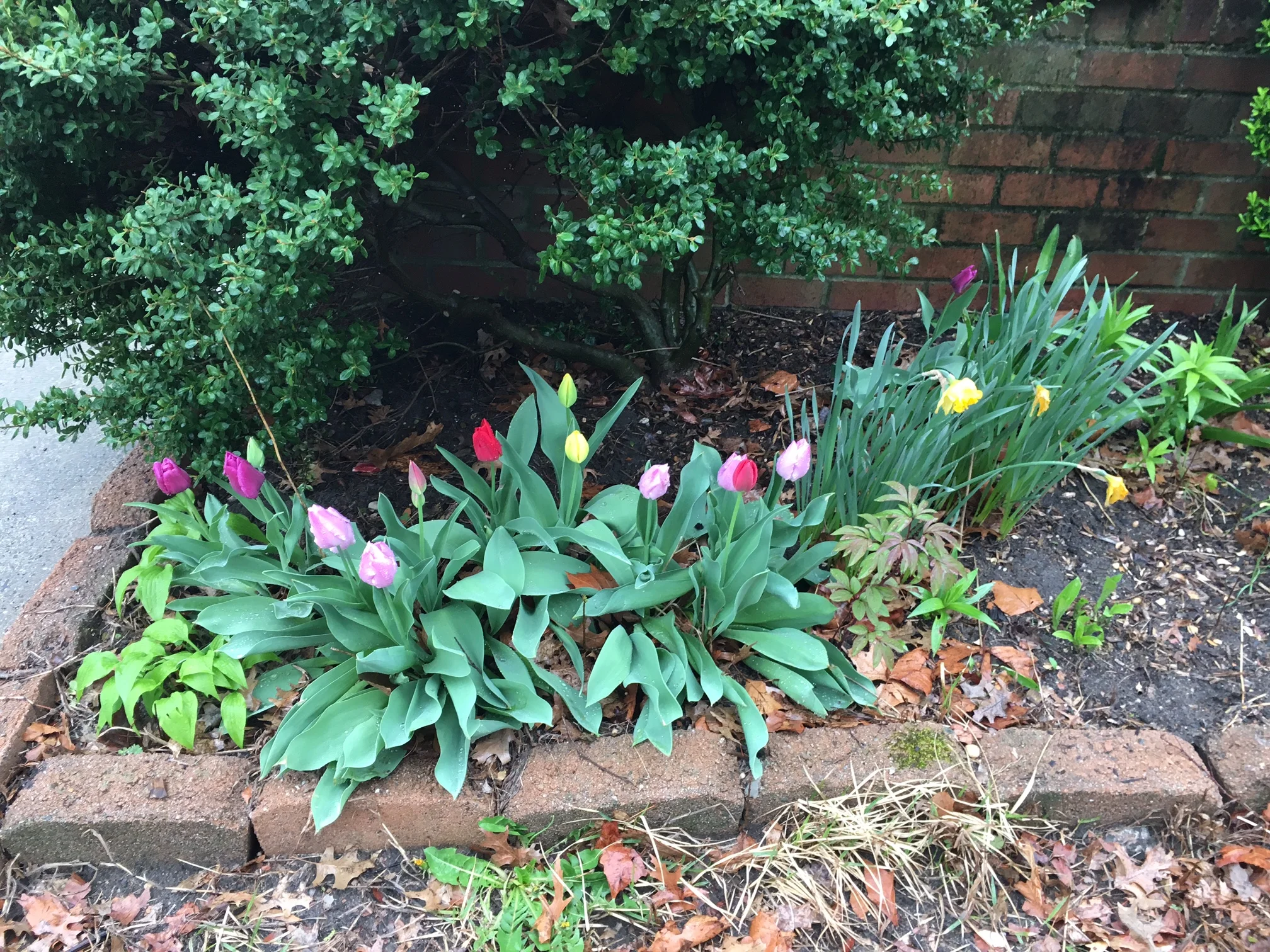After clearing them out a little and giving them some love, they are doing even better. 