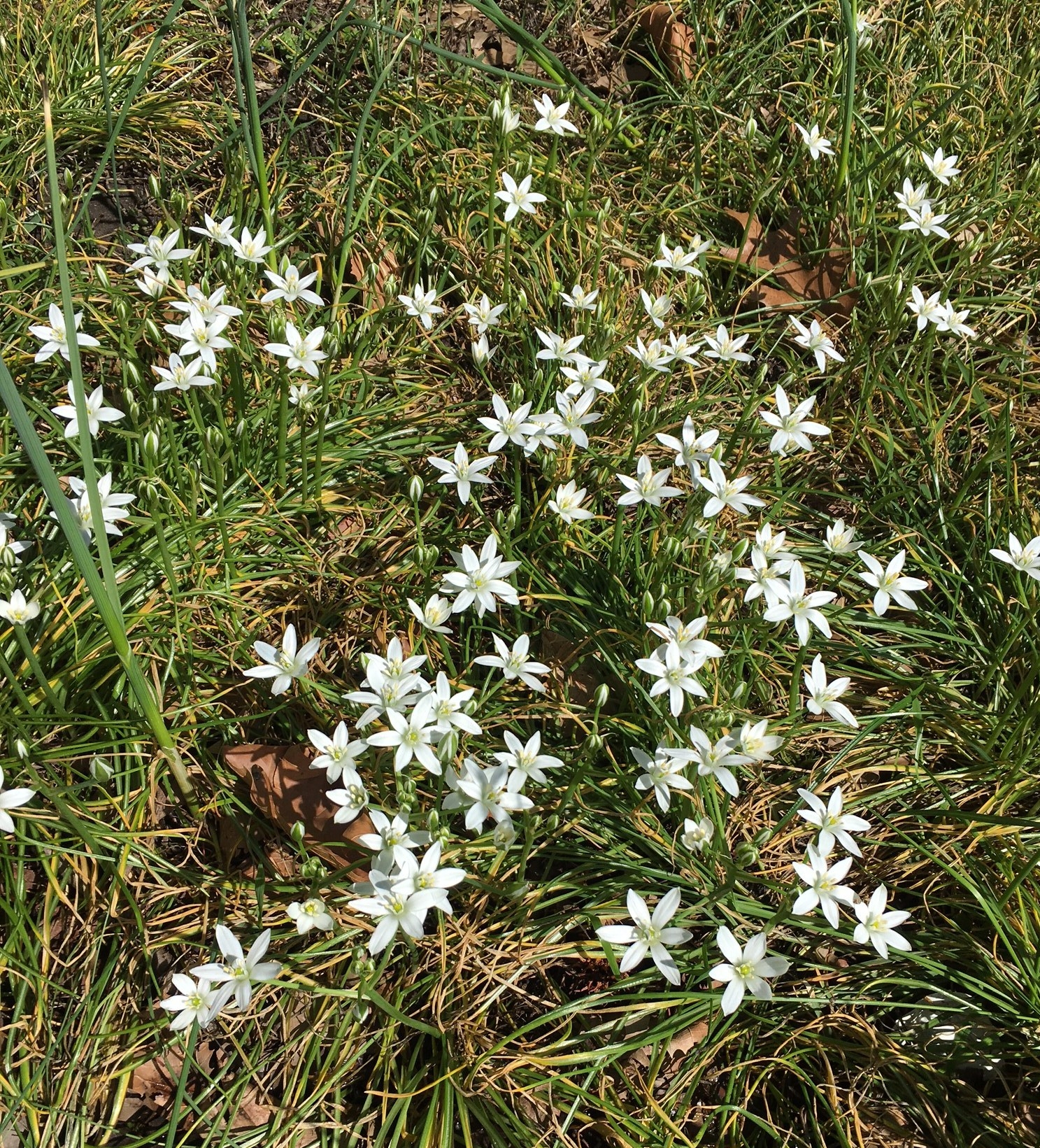 Last year we had tons and tons of these wild little white flowers in the front yard. This year we were happy to see them return, even in fewer number. 