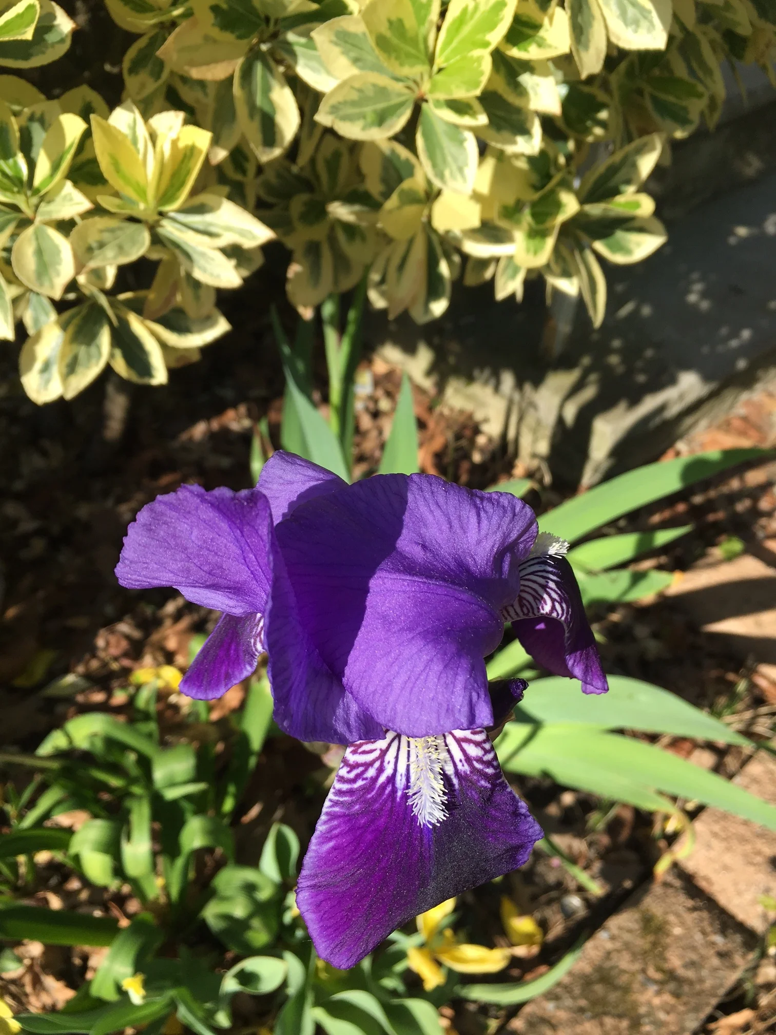 Last year, I planted this iris and it never bloomed. I was ecstatic to see it thriving! I hope they go nuts and cover the front bed. 