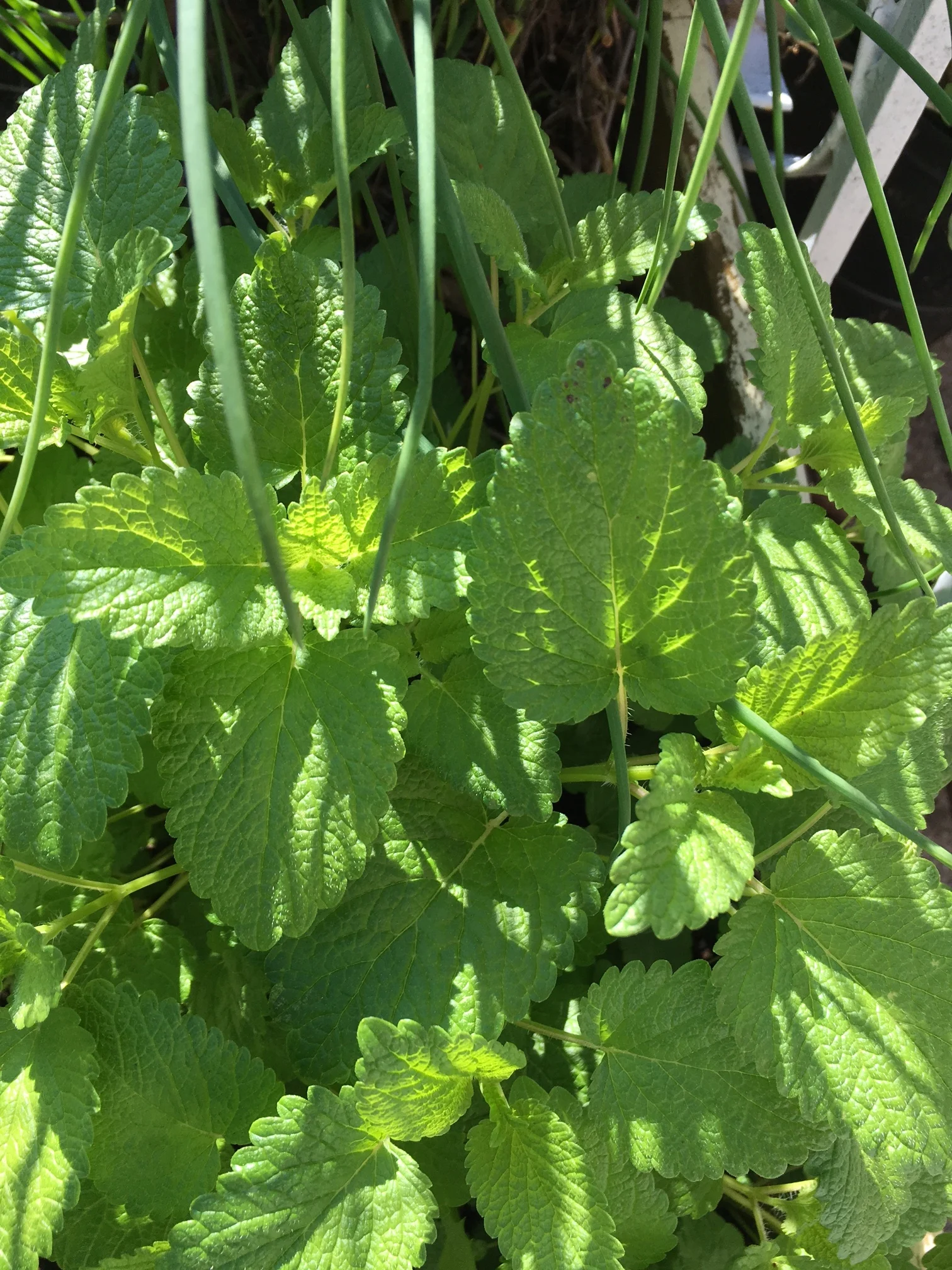 My lemon balm came back with a vengeance. 